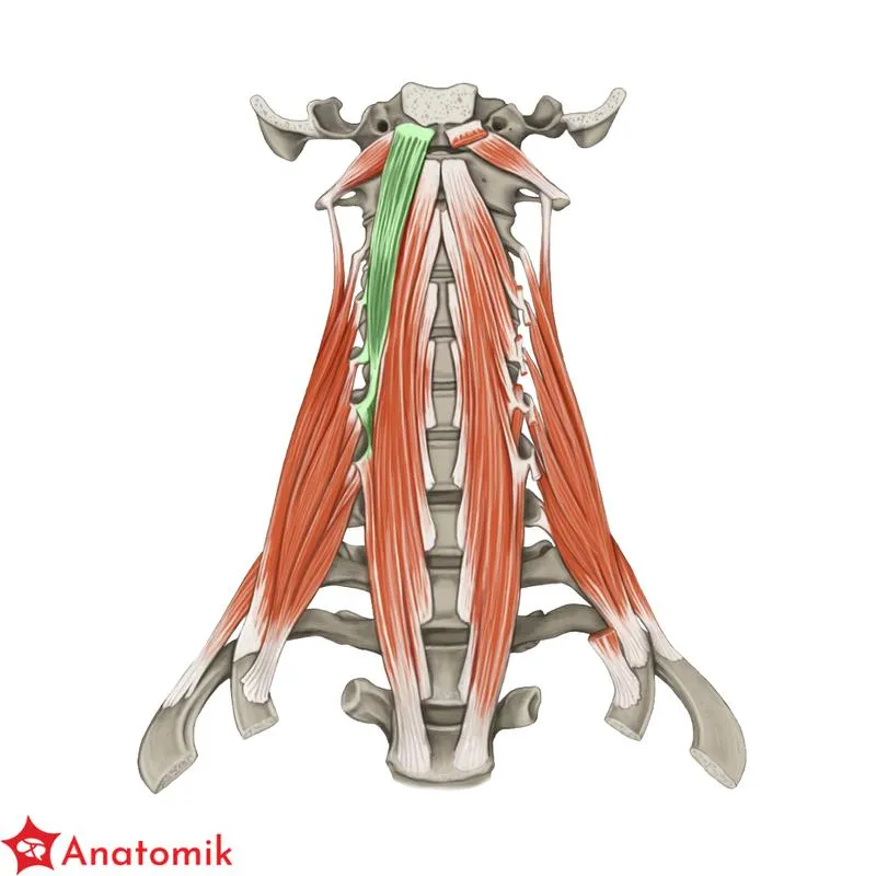 Oszustwa kredytowe i wyłudzanie pożyczek