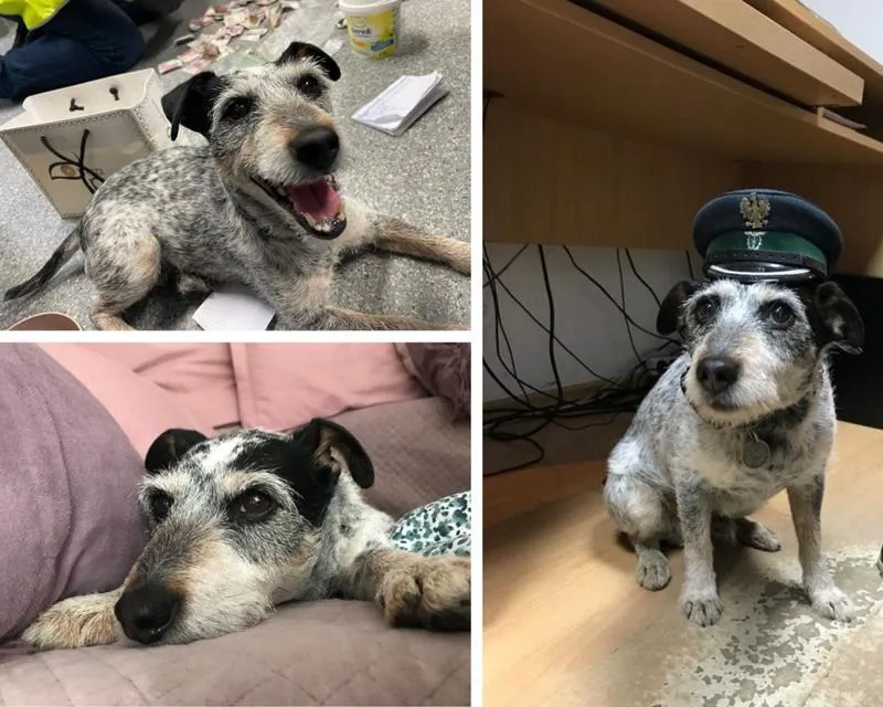 Stan zdrowia a emerytura